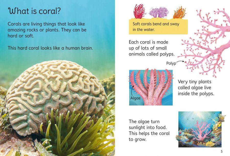 Usborne Beginners Coral Reefs
