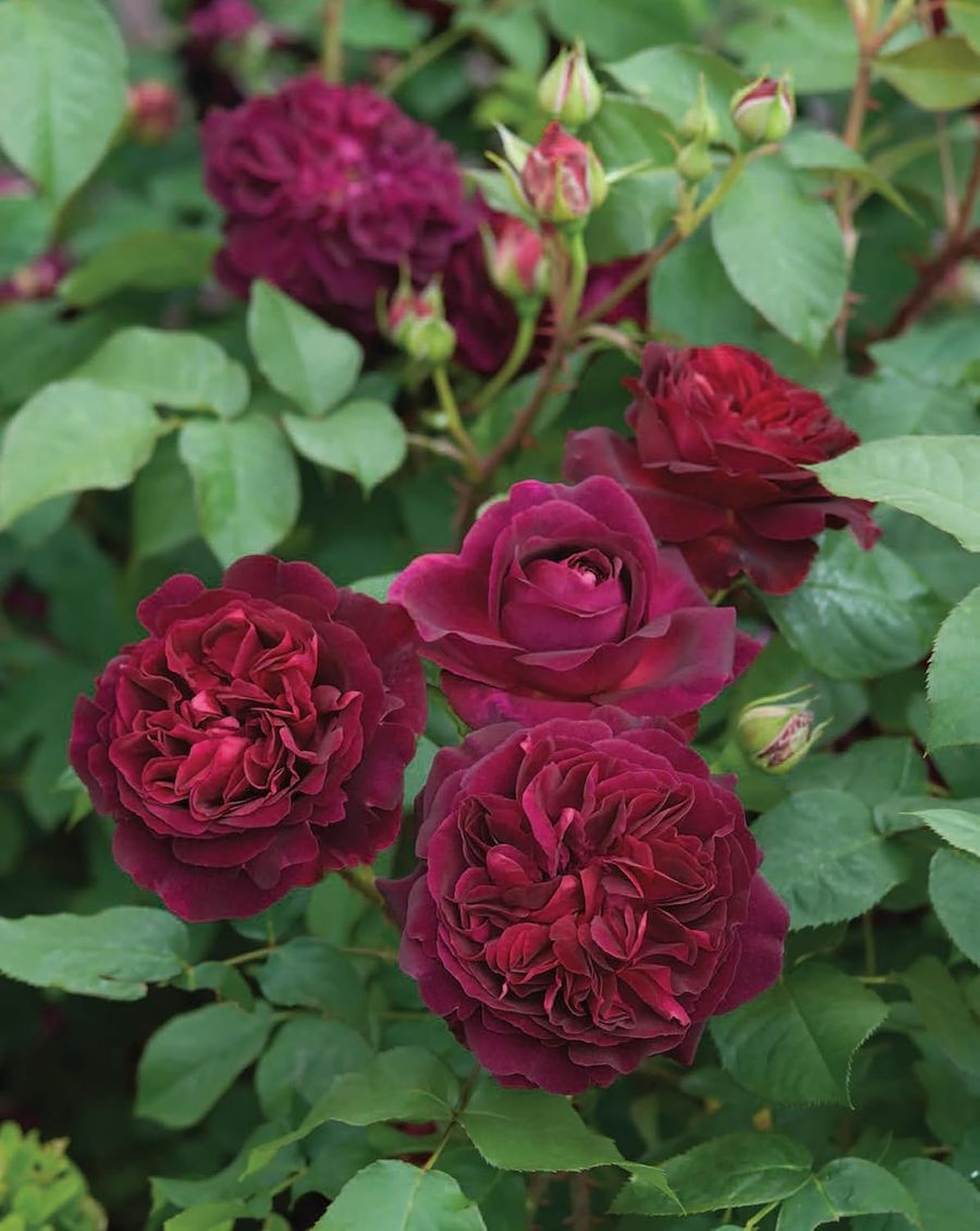David Austin's English Roses
