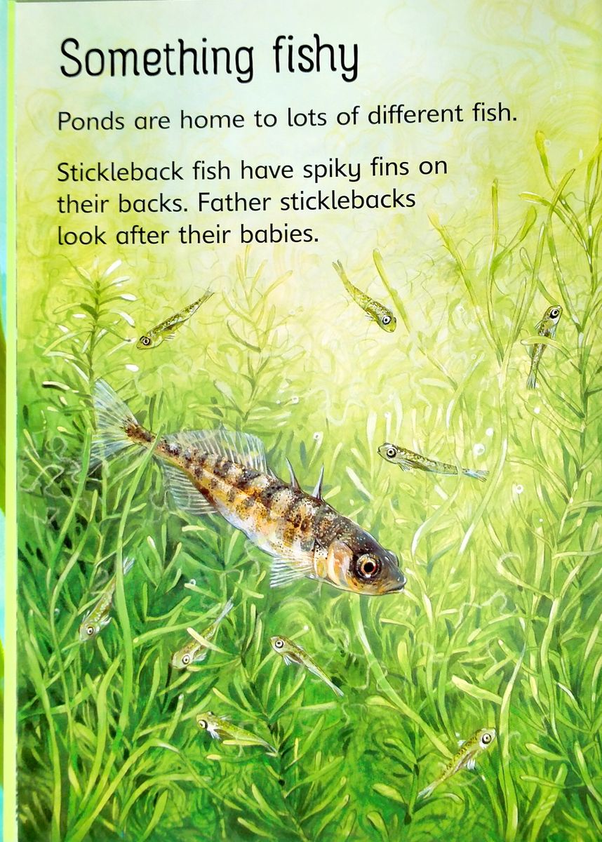 Usborne Beginners Ponds