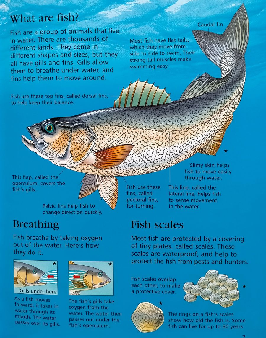 Usborne First Encyclopedia of Seas And Oceans