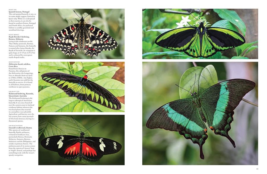 Butterflies Beautiful Flying Insects