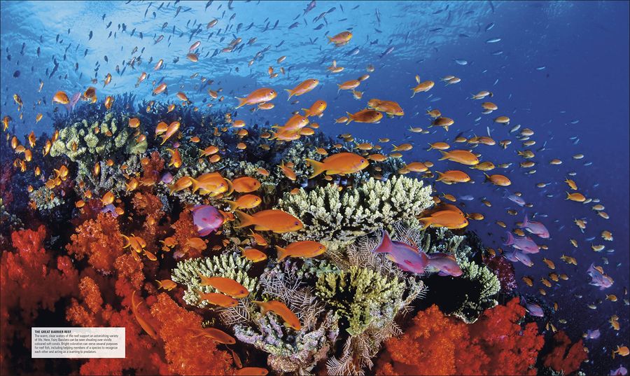 Ocean The Definitive Visual Guide