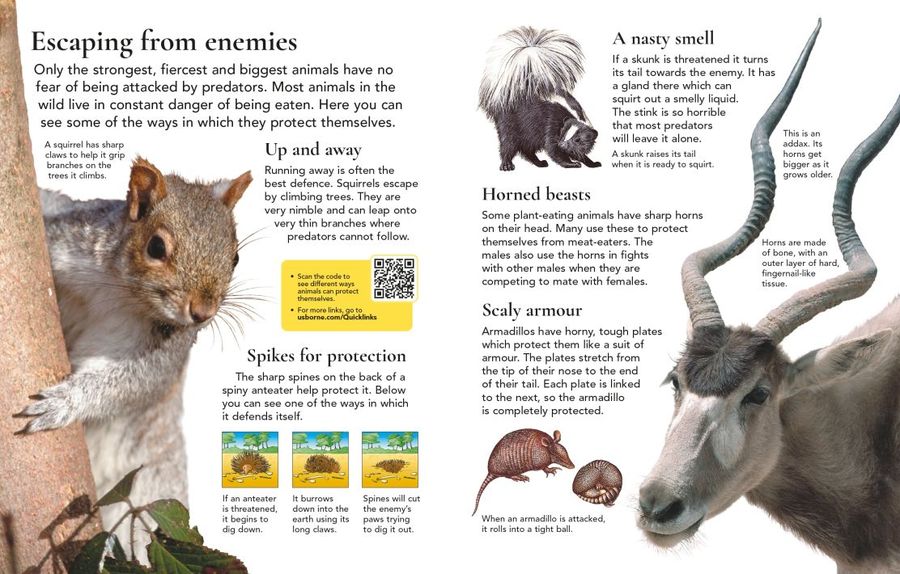 Usborne First Encyclopedia of Animals Hardback
