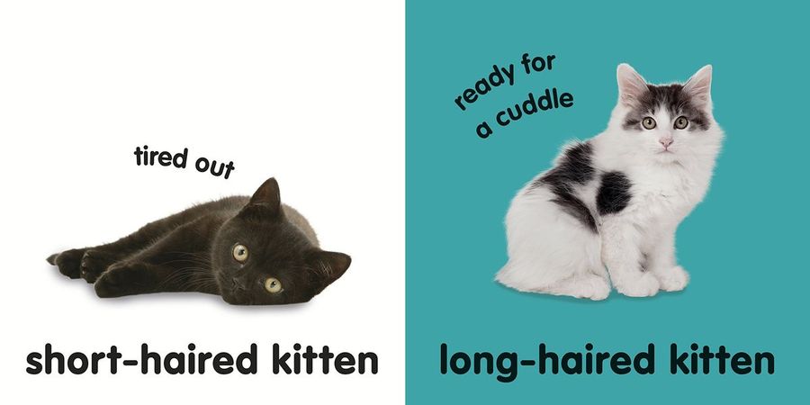 Baby Touch and Feel Kittens