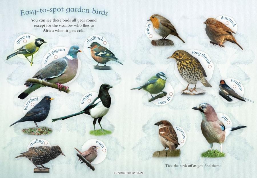 Let's Look for Garden Birds