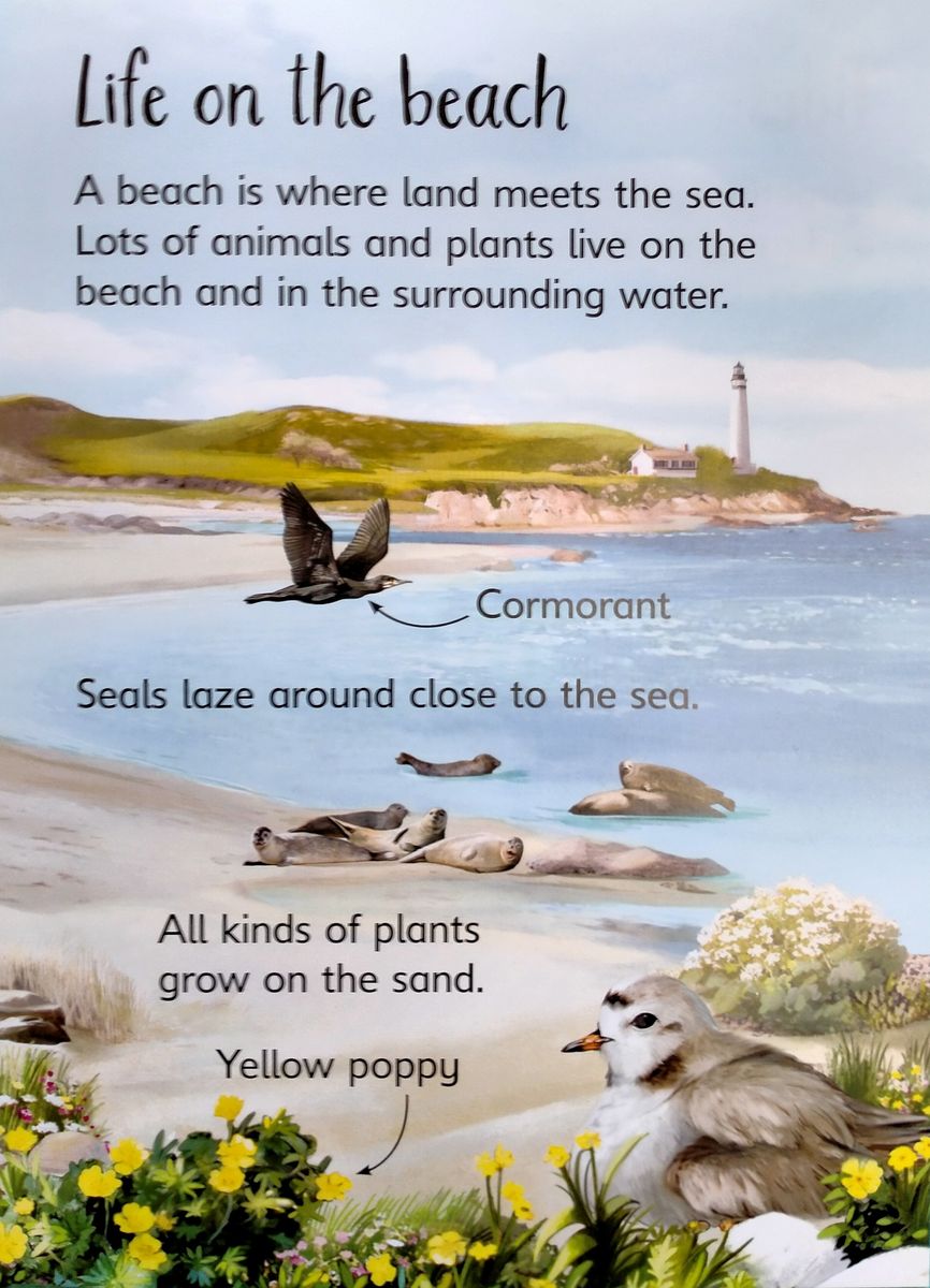 Usborne Beginners On the Beach