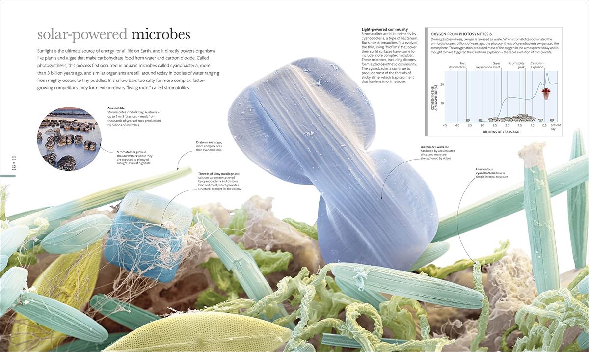 Micro Life Miracles of the Miniature World Revealed