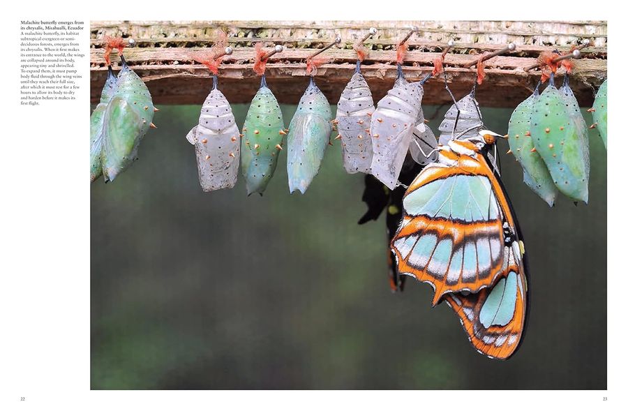 Butterflies Beautiful Flying Insects