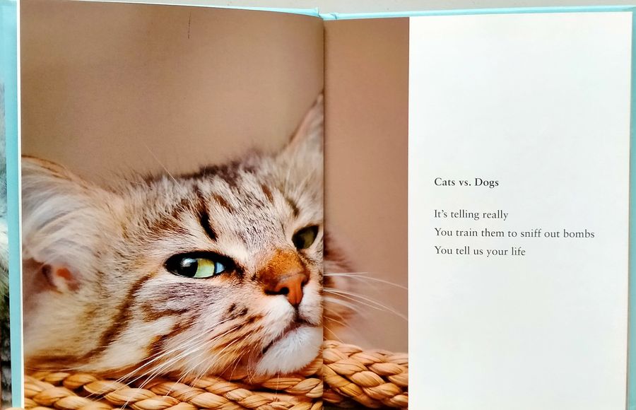 Please Stop Touching Me ... and Other Haikus by Cats