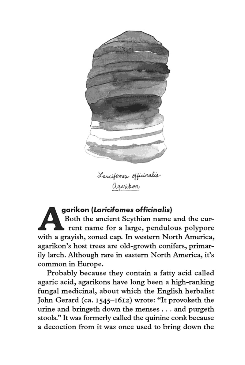 Fungipedia A Brief Compendium of Mushroom Lore
