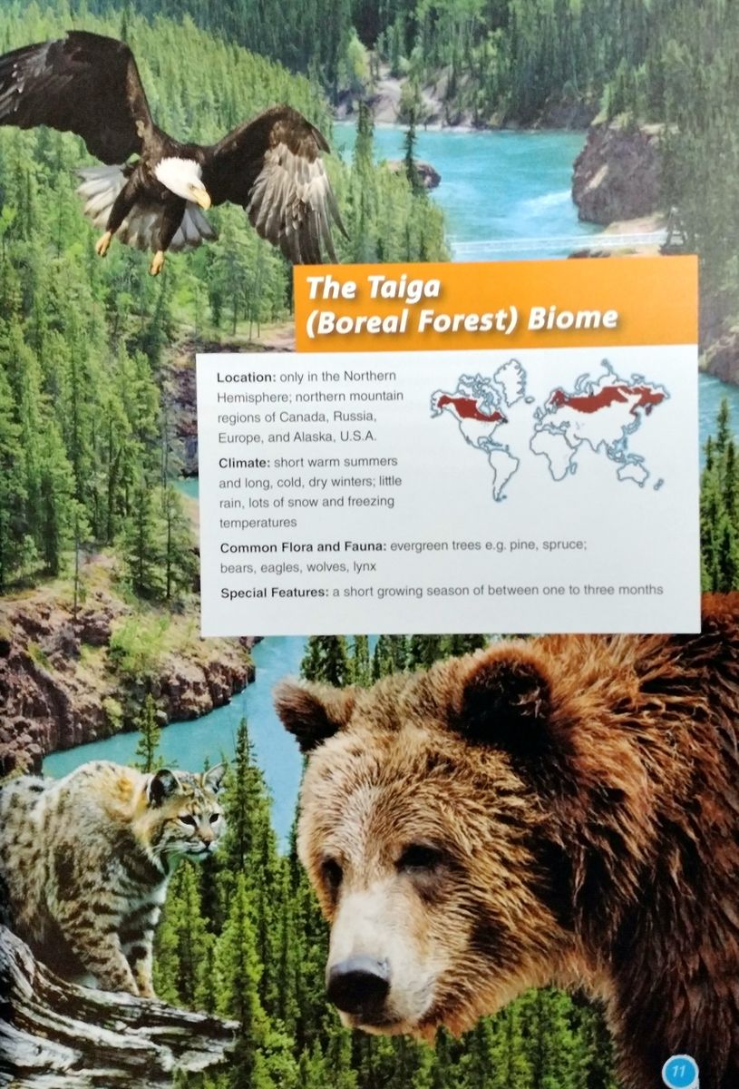 Discover Our Amazing World The Tundra Biome with Digibook