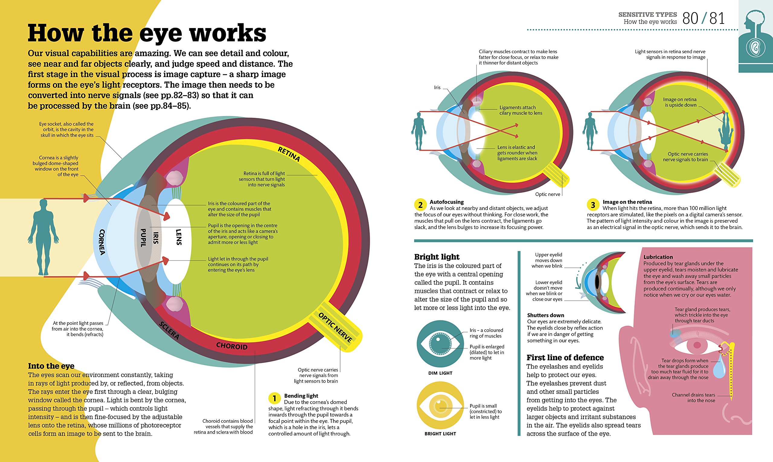 How the Body Works: The Facts Simply Explained
