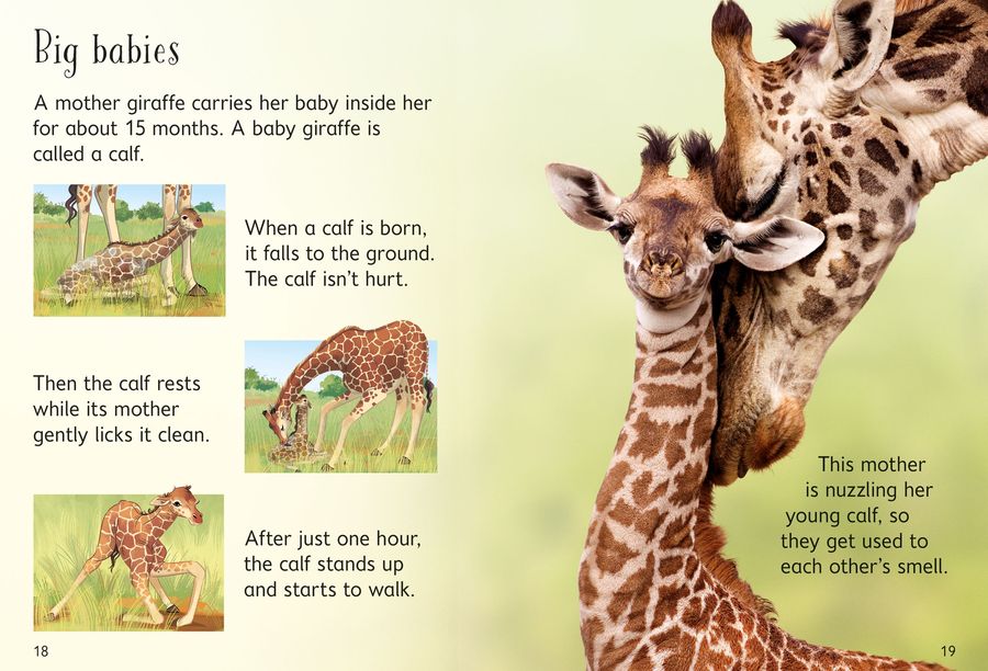 Usborne Beginners Giraffes