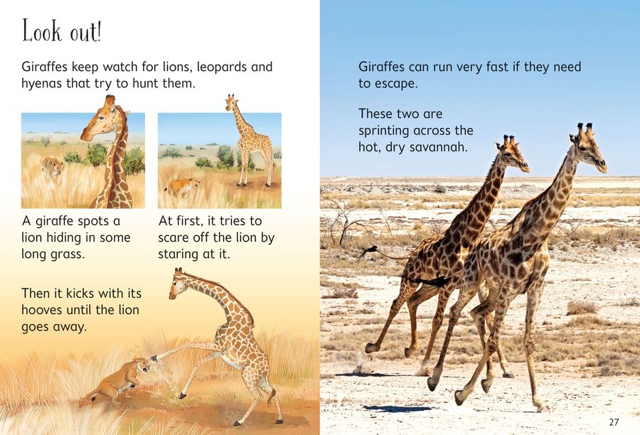 Usborne Beginners Giraffes