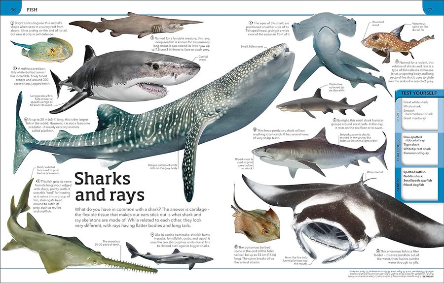 Animal Knowledge Genius A Quiz Encyclopedia to Boost Your Brain