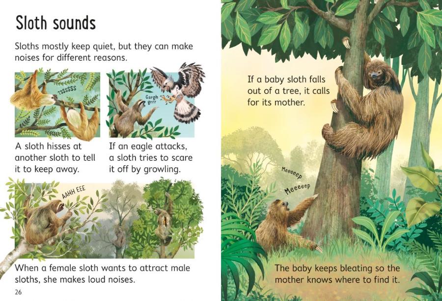 Usborne Beginners Sloths