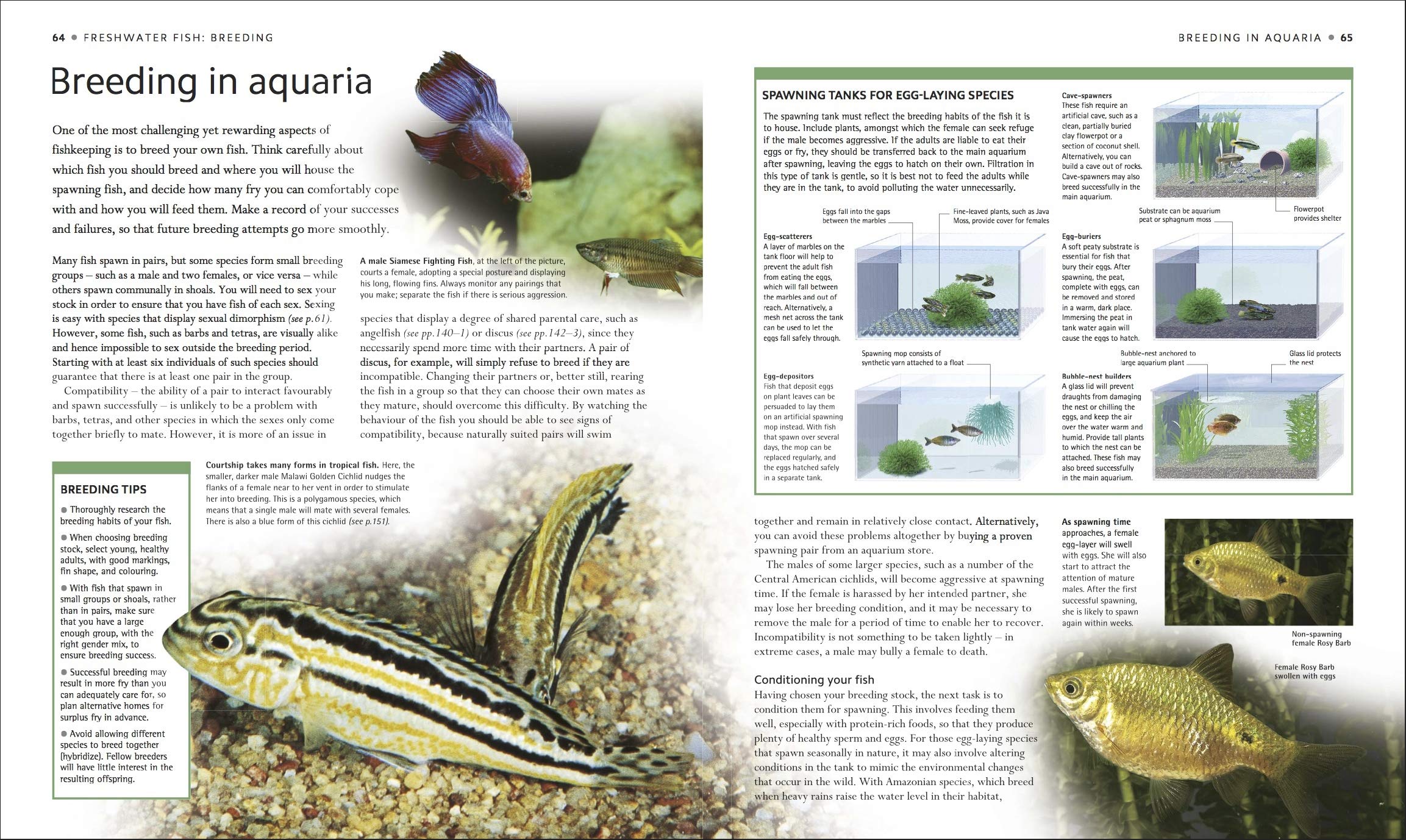 Encyclopedia of Aquarium & Pond Fish