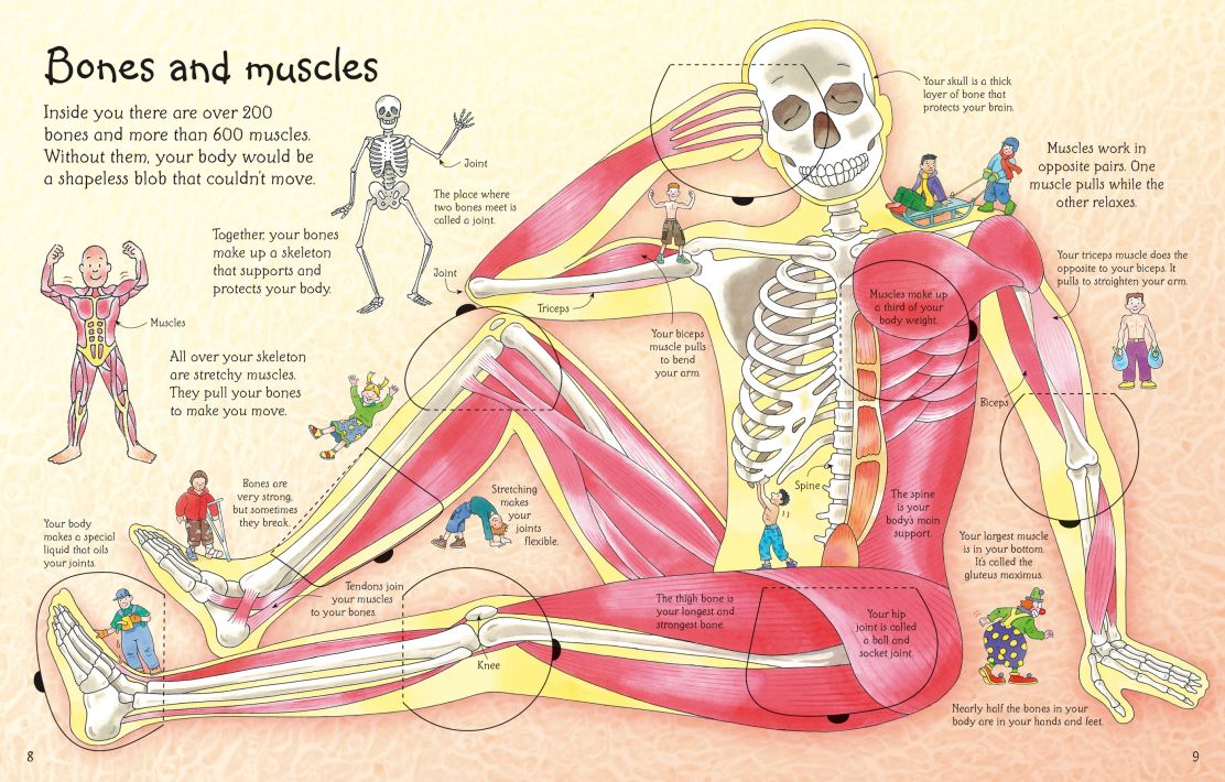 An Usborne Flap Book See Inside Your Body