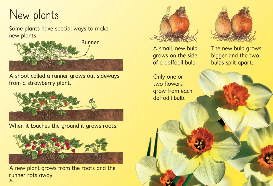 Usborne Beginners How Flowers Grow
