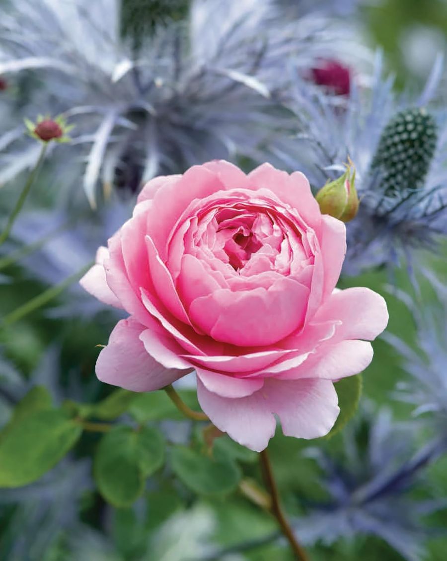 David Austin's English Roses