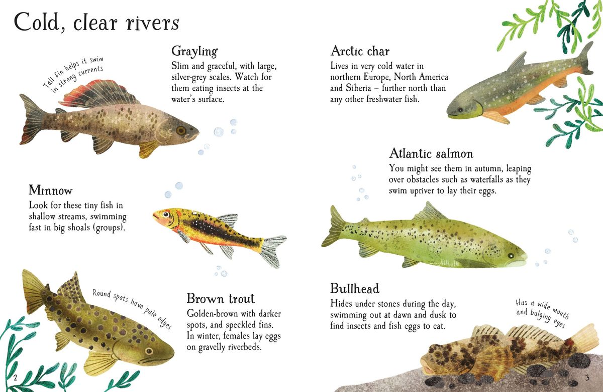 Usborne Minis Fish to Spot