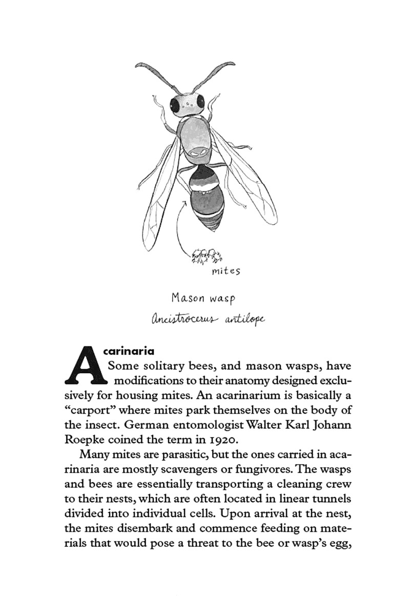 Insectpedia A Brief Compendium of Insect Lore