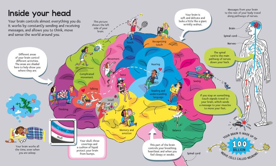 The Usborne Big Book of The Body