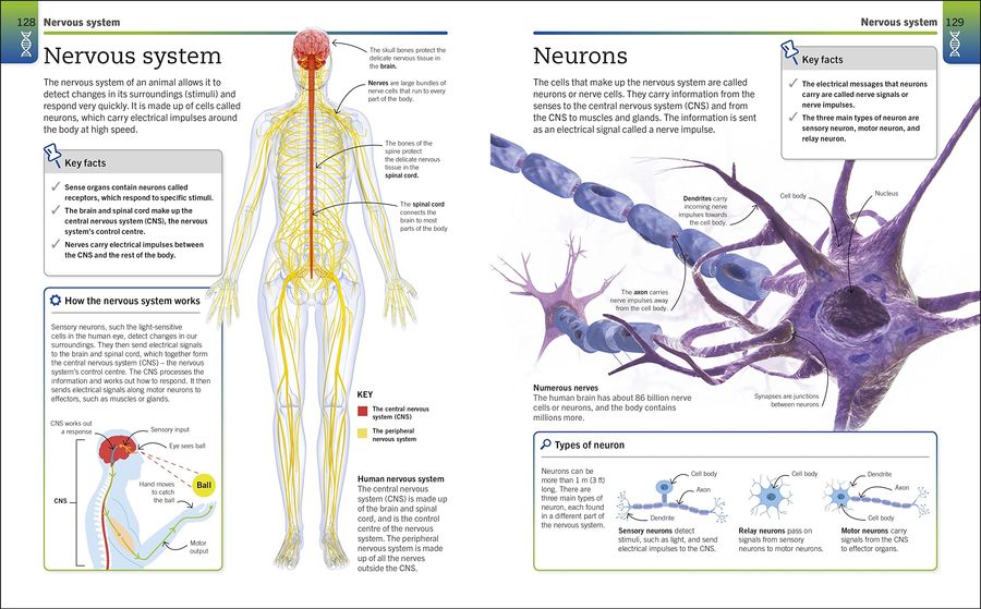 Super Simple Biology The Ultimate Bitesize Study Guide