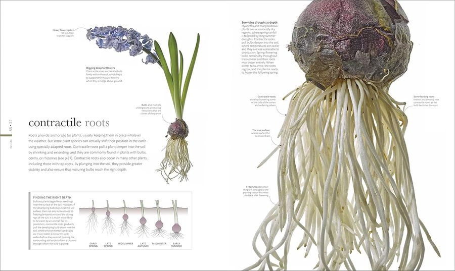 The Science of Plants Inside their Secret World