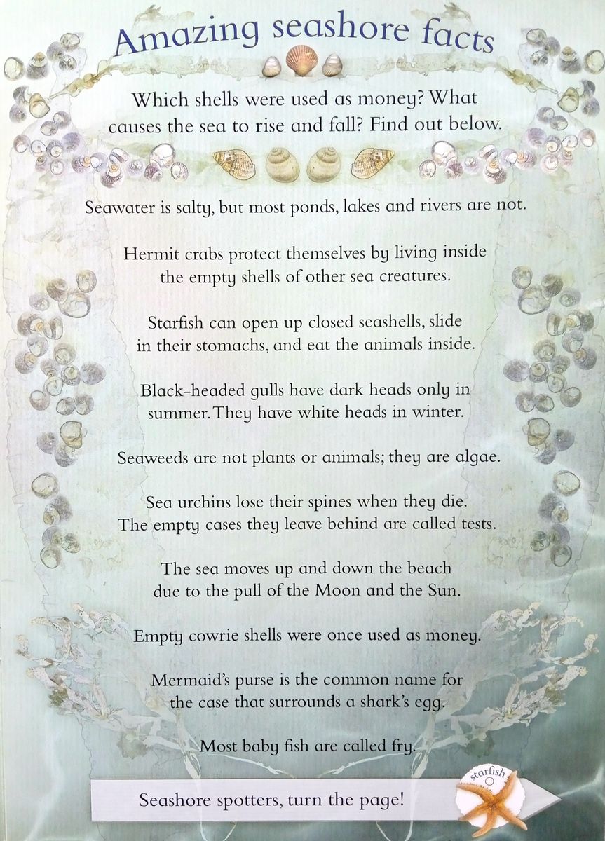 Let's Look on the Seashore: A Spot and Learn, Stick and Play Book