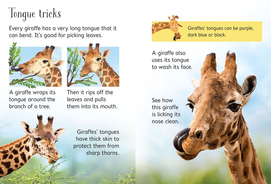 Usborne Beginners Giraffes