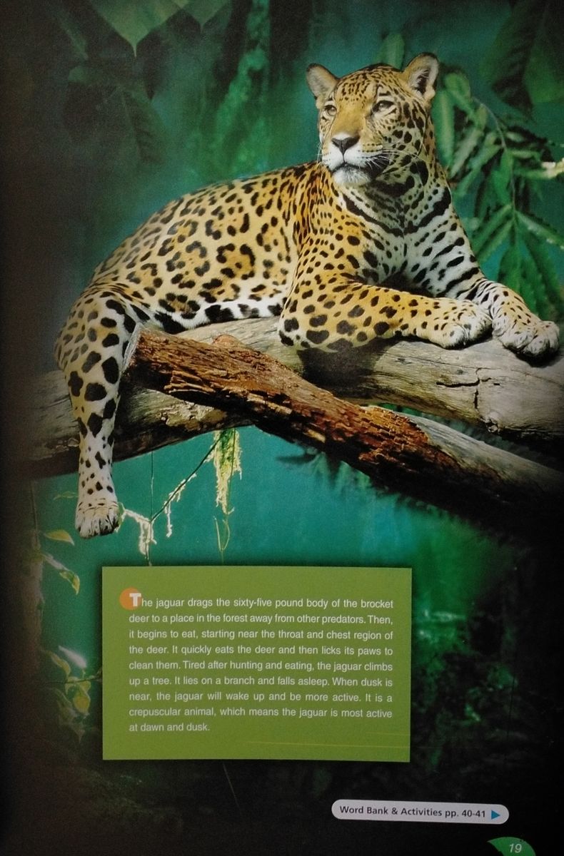 Discover Our Amazing World The Amazon Rainforest II Teacher's Pack (Reader with Digibook and Teacher's CD-ROM)