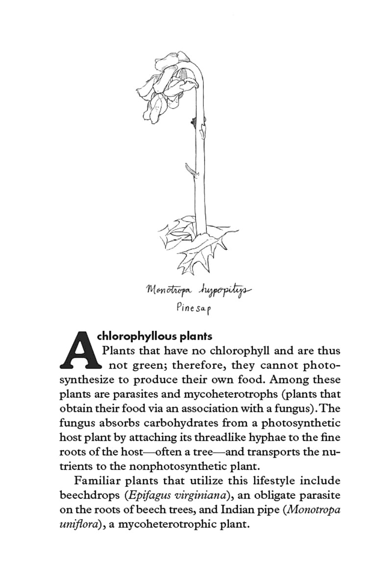 Florapedia A Brief Compendium of Floral Lore