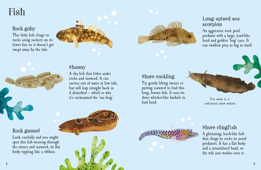 Usborne Minis Rock Pool Life to Spot