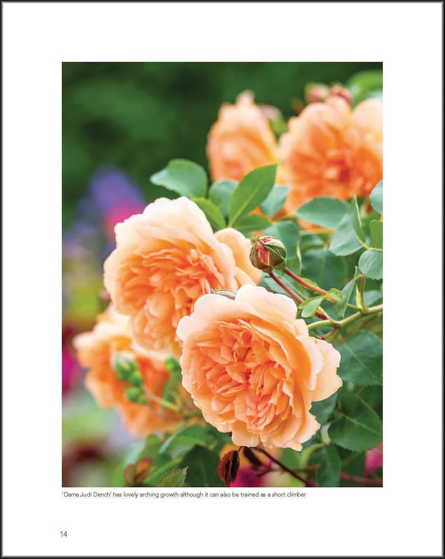 David Austin's English Roses