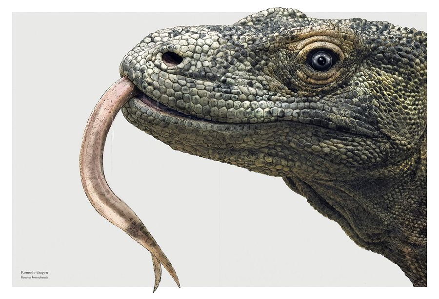 Hidden Planet An Illustrator's Love Letter to Planet Earth