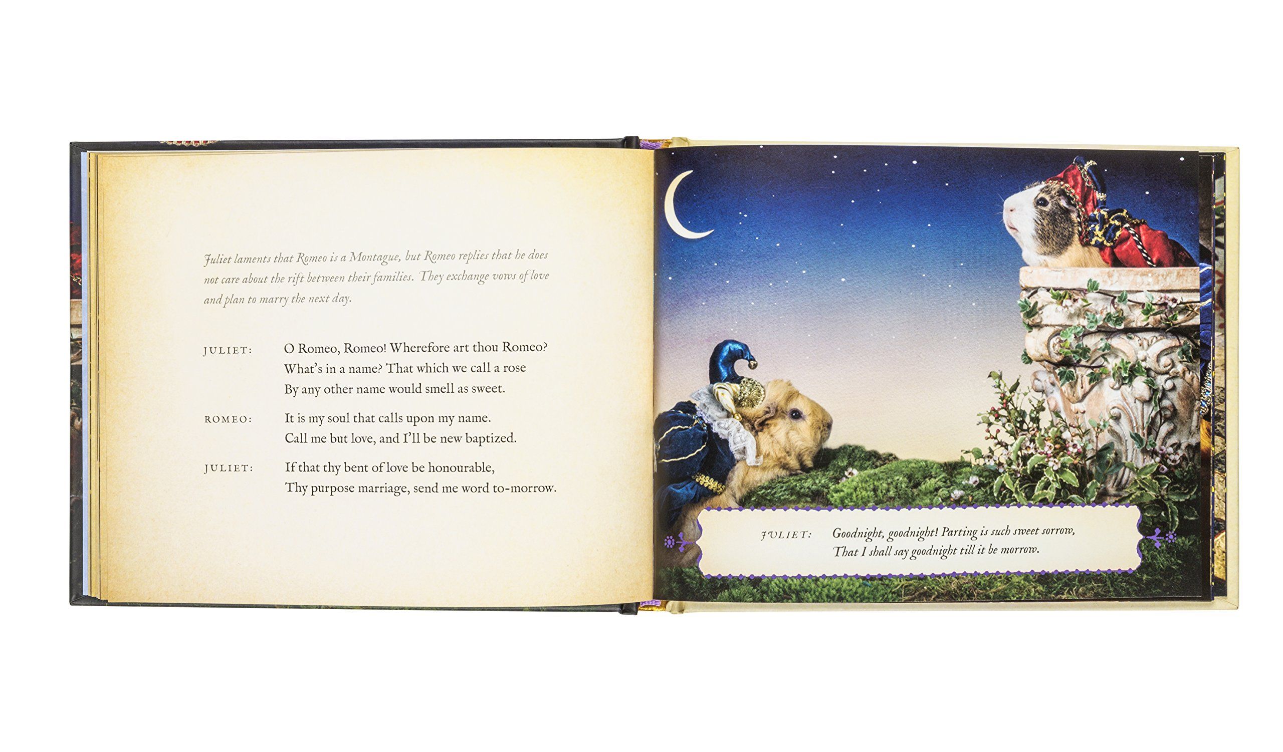 A Guinea Pig Romeo & Juliet