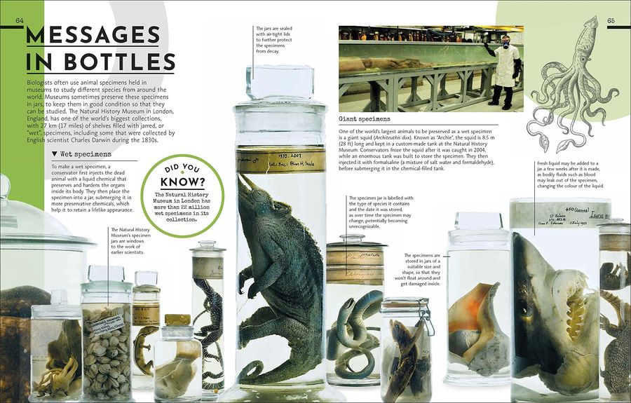 Behind the Scenes at the Museum Your Access-All-Areas Guide to the World's Most Amazing Museums