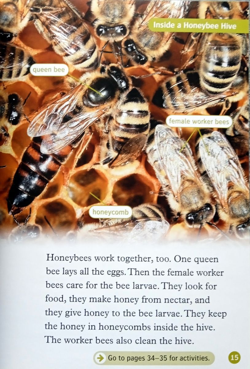 Oxford Read and Discover 3 Amazing Minibeasts with Audio Download (access card inside)