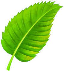 green leaf.jpg