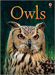 Usborne Beginners Owls